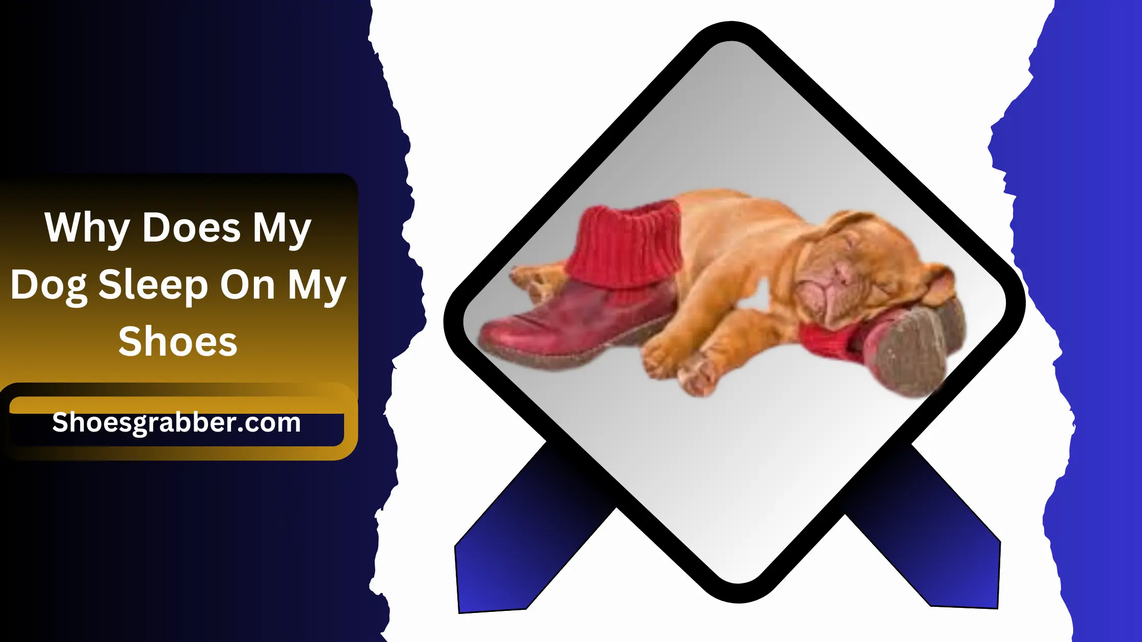 Why Does My Dog Sleep On My Shoes: Find Out Here!